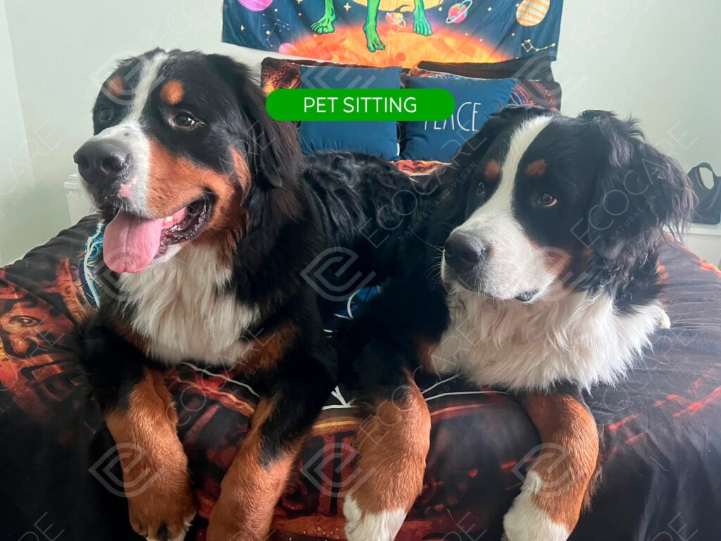 Pet Sitting