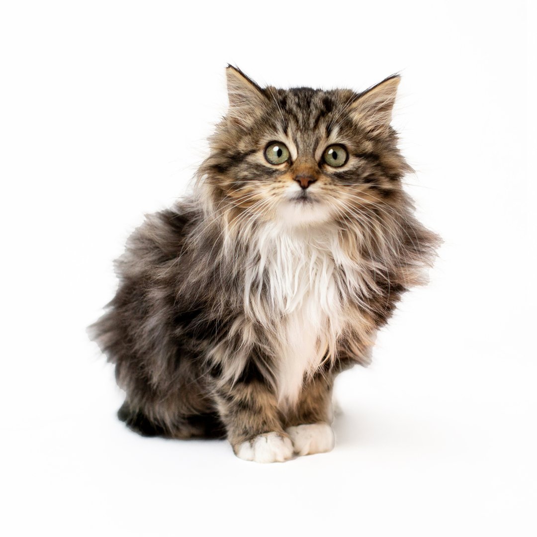 pet4